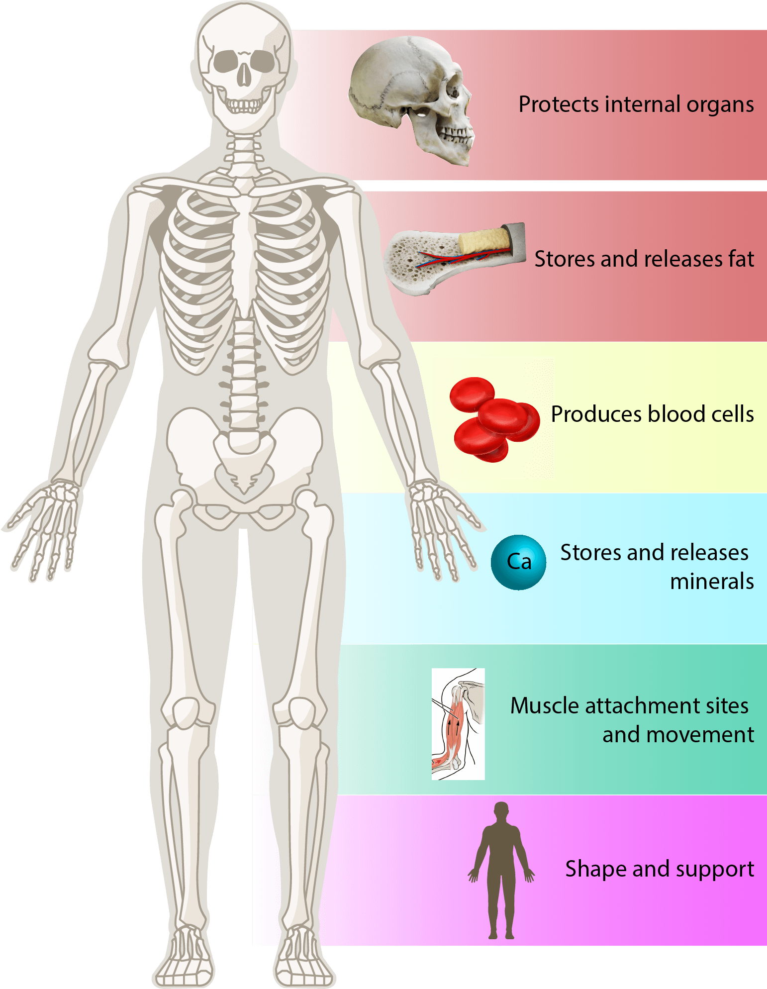 Engineer note image for Bones