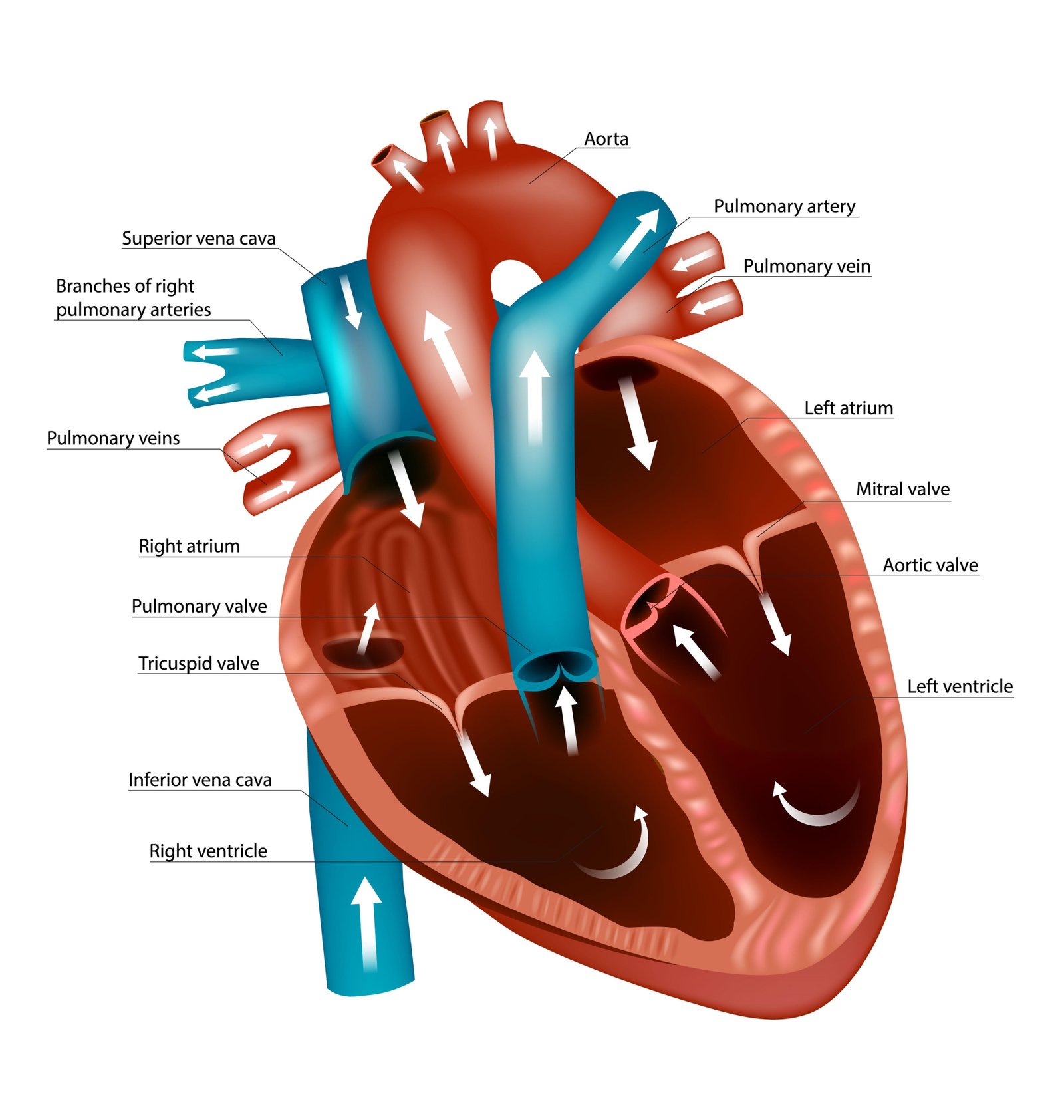 Engineer note image for Cardiac System