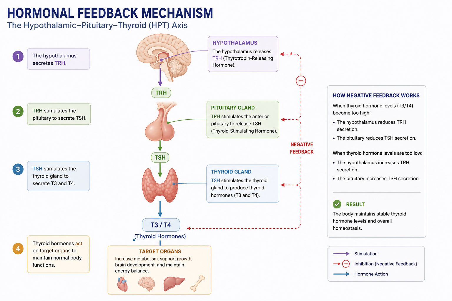Engineer note image for Endocrine System