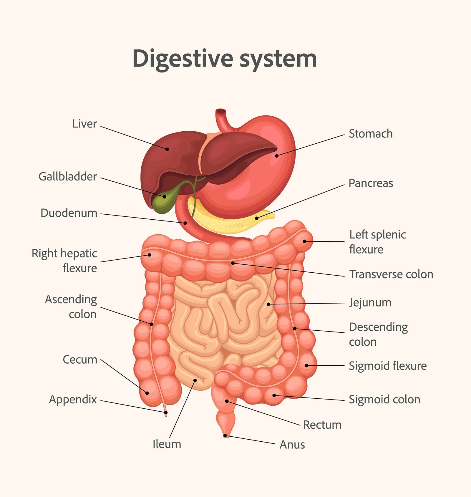 Engineer note image for Gastrointestinal Tract
