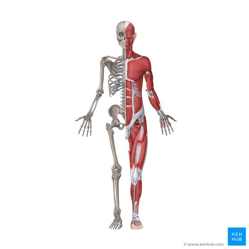 Engineer note image for Musculoskeletal System