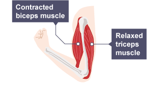 Engineer note image for Musculoskeletal System