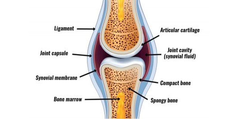 Engineer note image for Musculoskeletal System