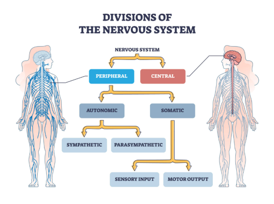 Engineer note image for Nervous System