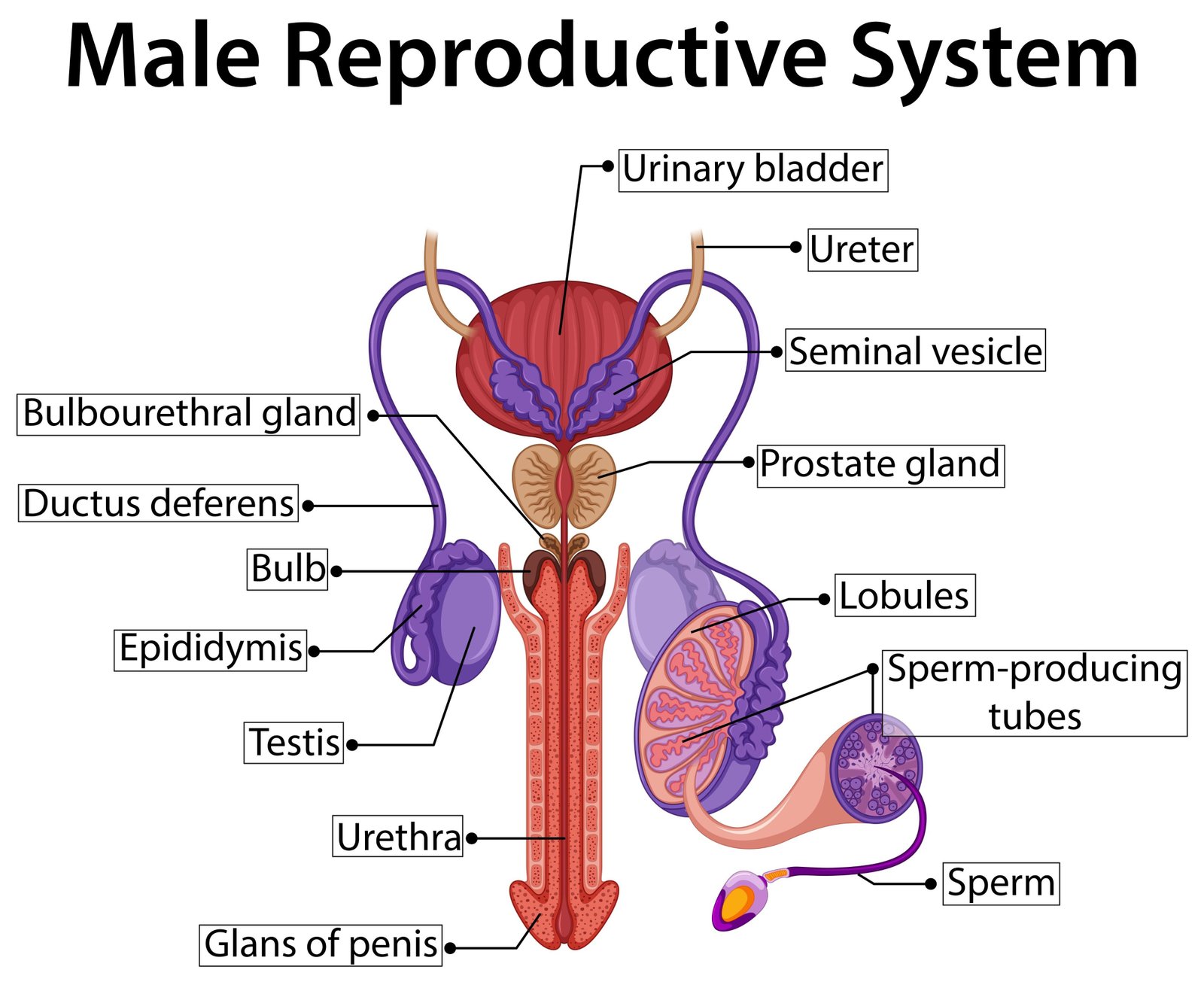 Engineer note image for Reproductive System