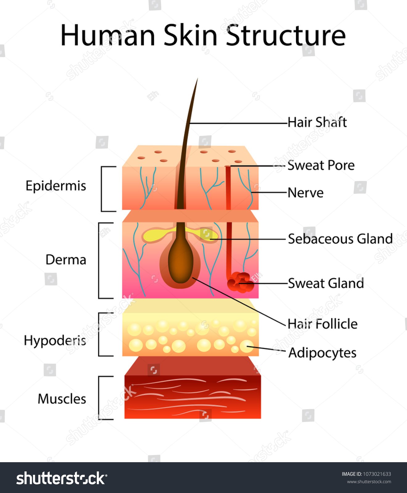 Engineer note image for Skin