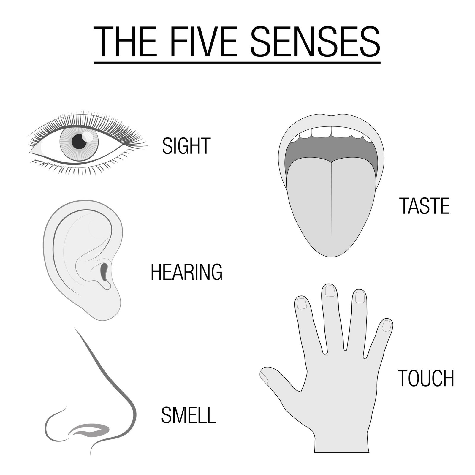 Engineer note image for Special Senses