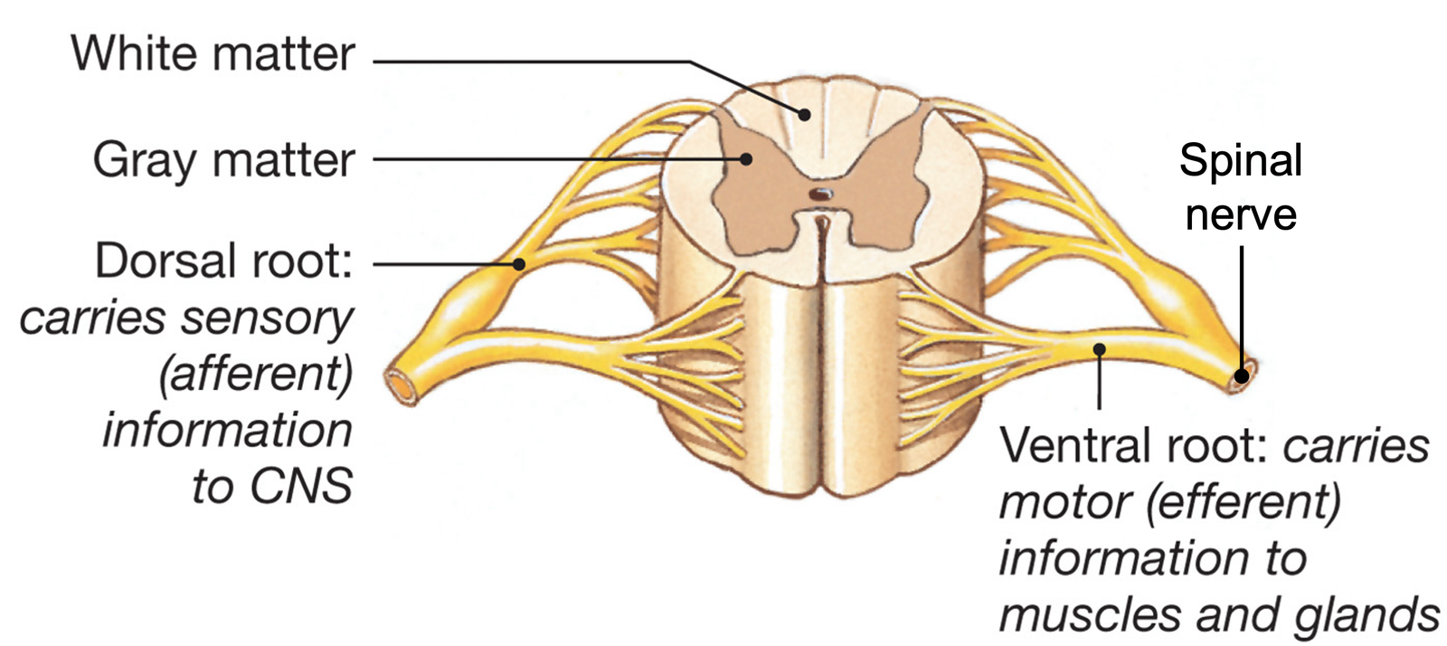 Engineer note image for Spinal Cord