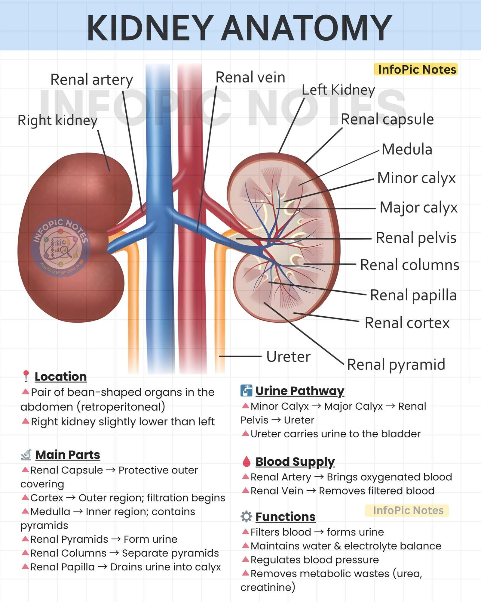 Engineer note image for Urinary System